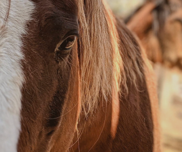Ma passion pour les chevaux