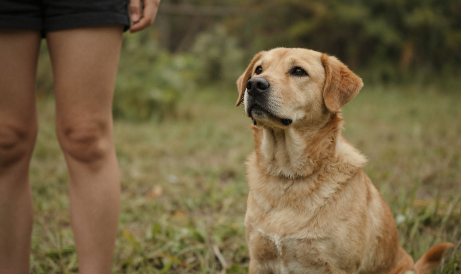 voyance animale communication animale intuition animale comportement animal bien-être animal consultation animale chien chat relation humain animal Québec